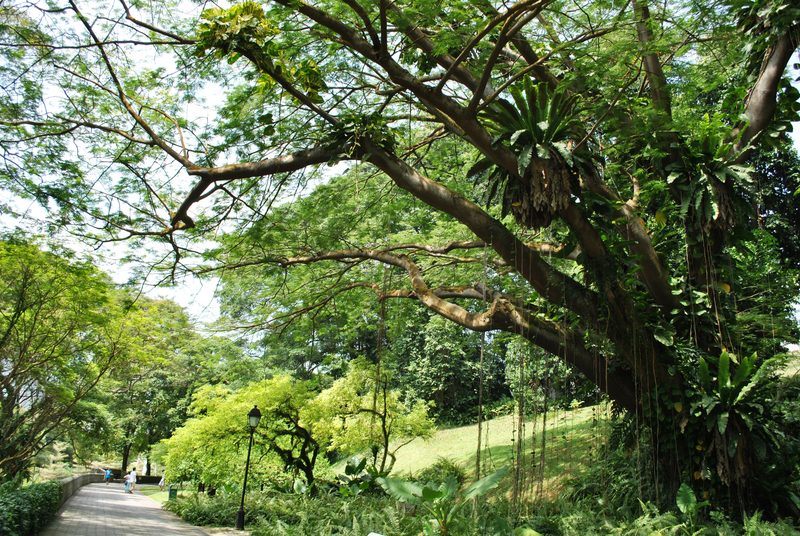 Arbol de Guanacaste - Arbol Nacional de Costa Rica